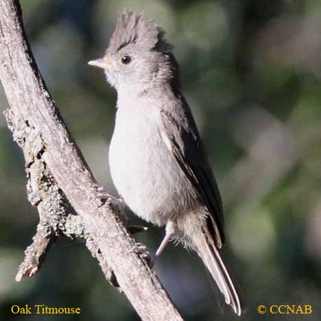 Oak Titmouse