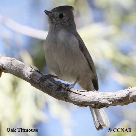 Oak Titmouse