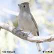 Oak Titmouse