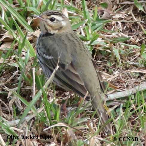 Olive-backed Pipit