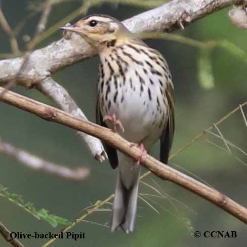 Olive-backed Pipit