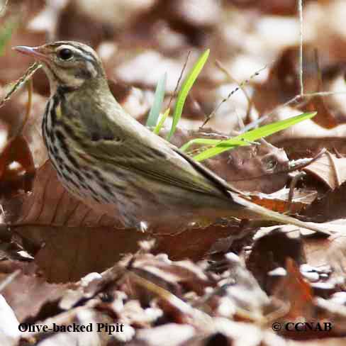 Olive-backed Pipit