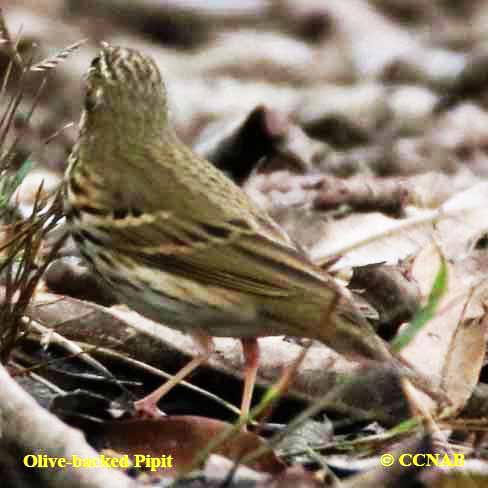 Birds of North America