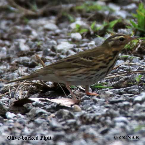 Olive-backed Pipit