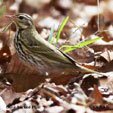 Olive-backed Pipit range map