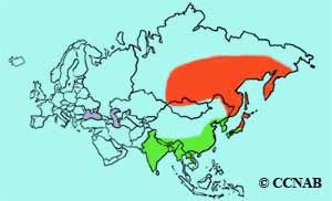 Olive-backed Pipit range map