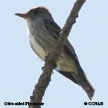 Olive-sided Flycatcher range map