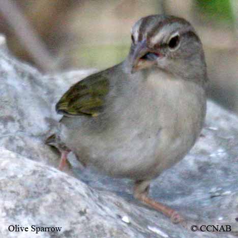 Olive Sparrow