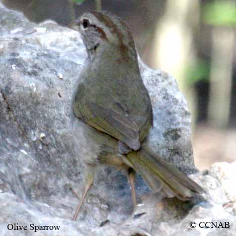 Birds of North America