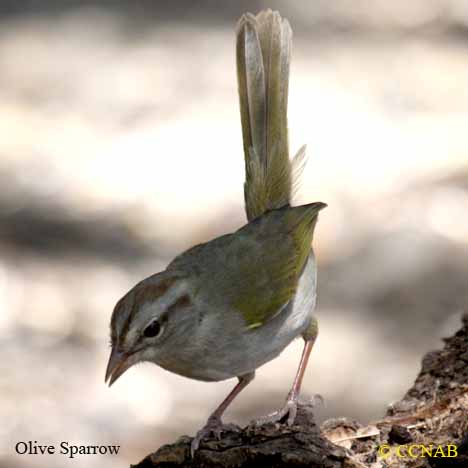 Olive Sparrow