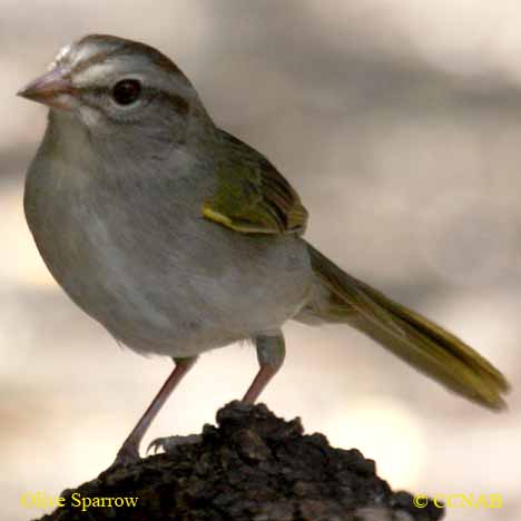 Olive Sparrow