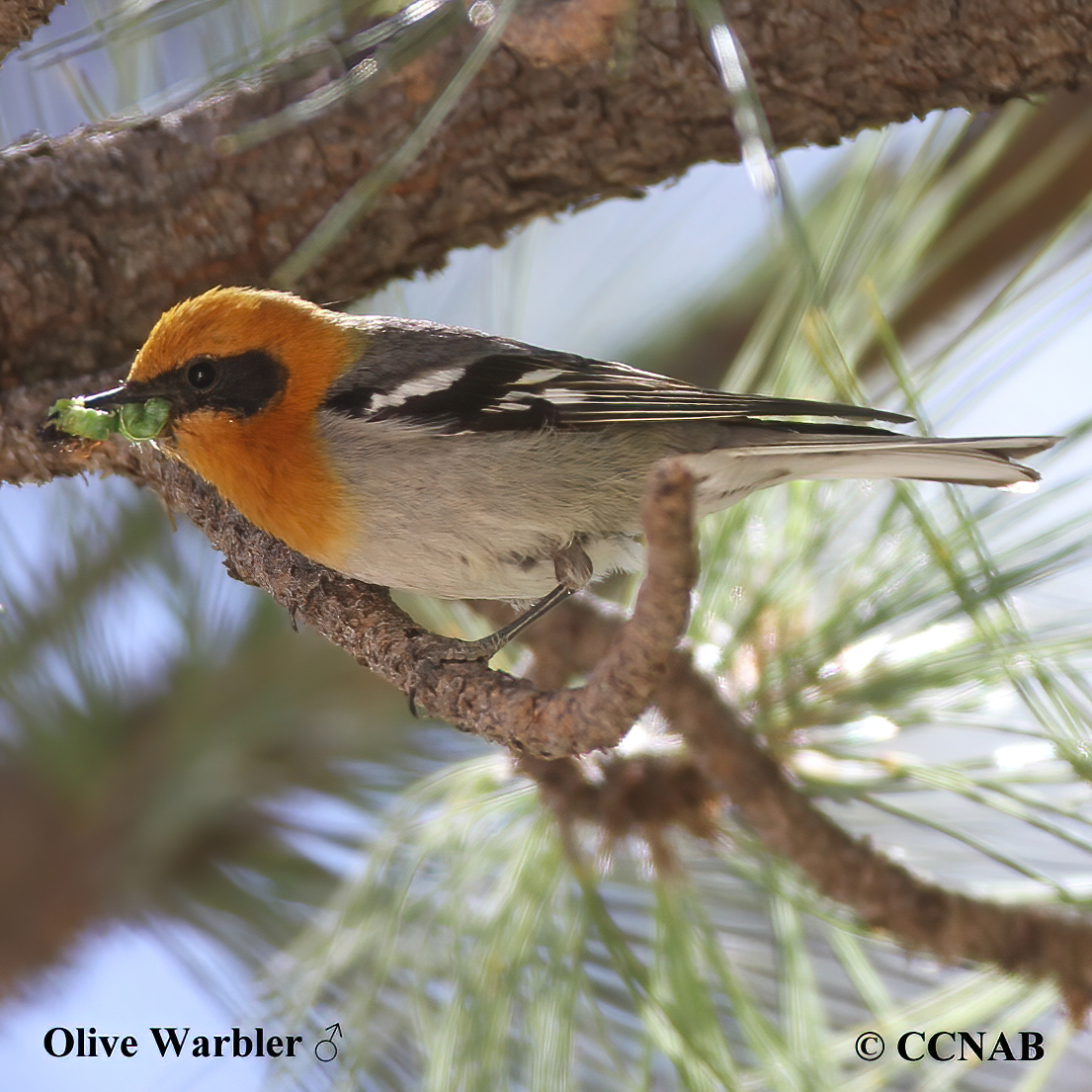 Olive Warbler