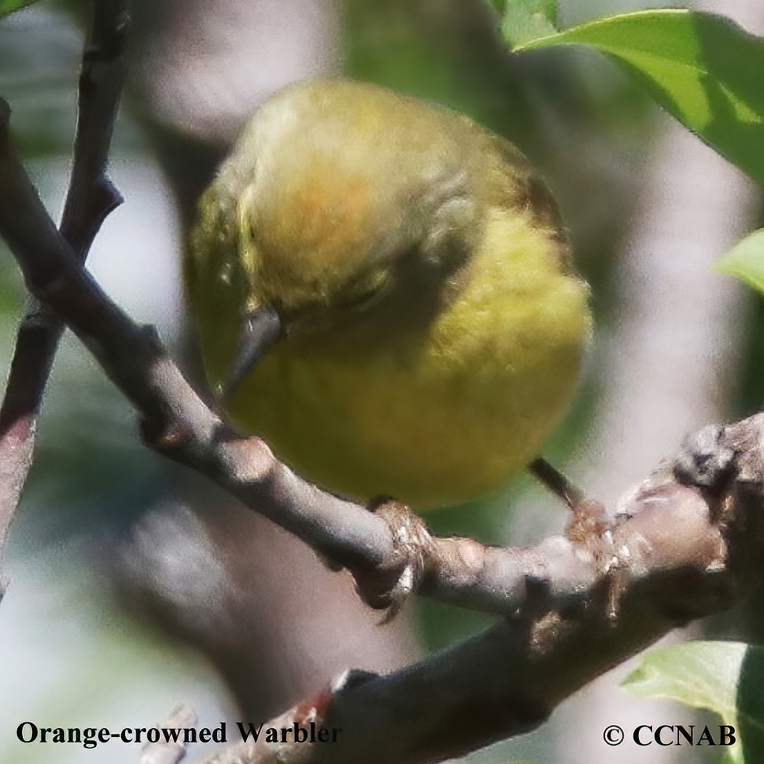 Orange-crowned Warbler