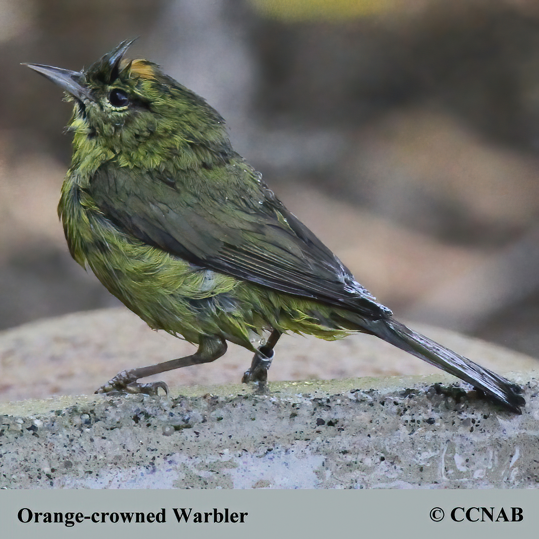 Orange-crowned Warbler