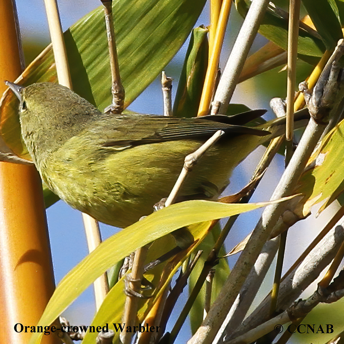 Orange-crowned Warbler