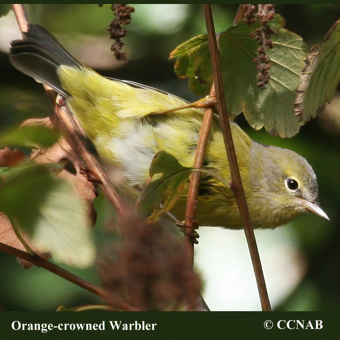 Orange-crowned Warbler