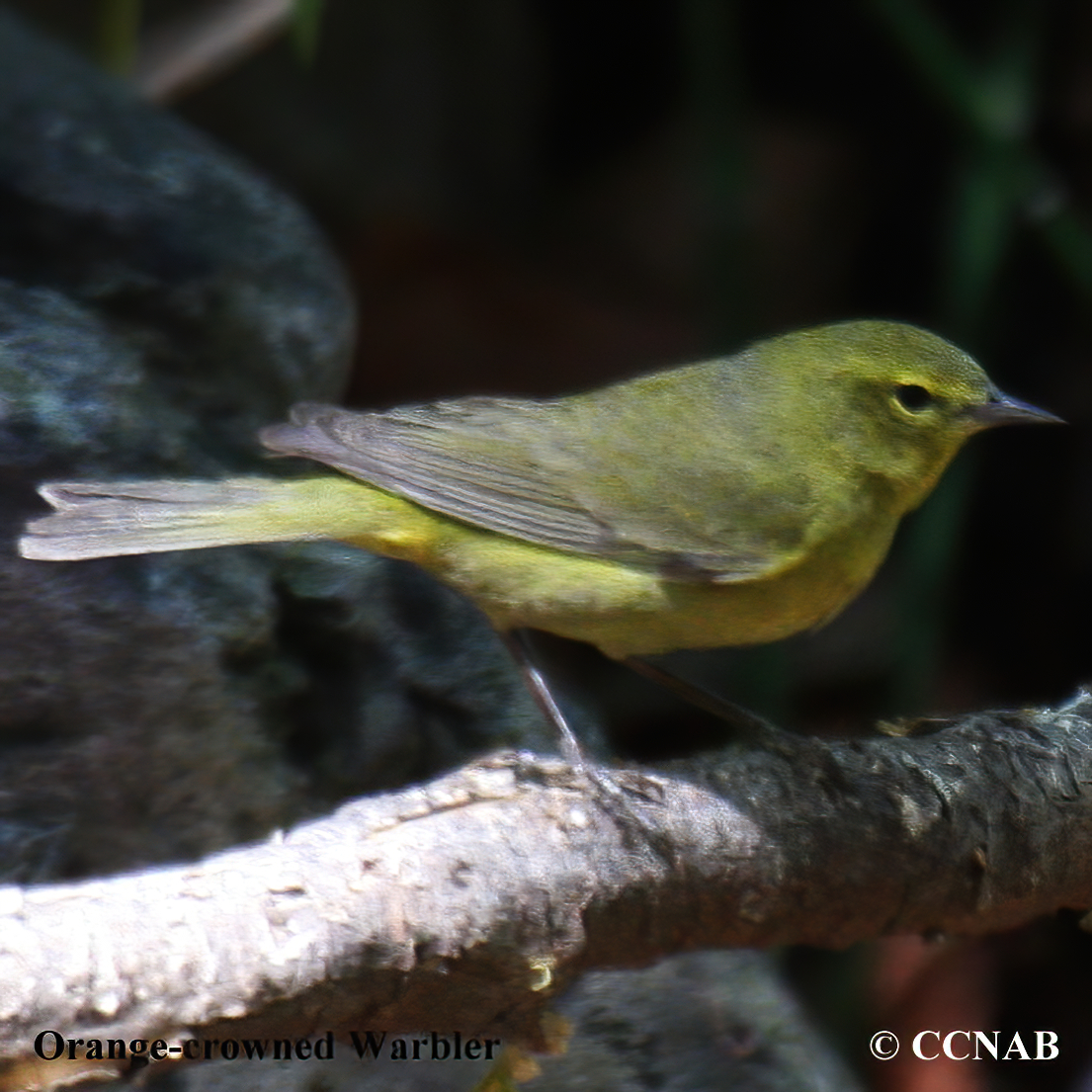 Orange-crowned Warbler