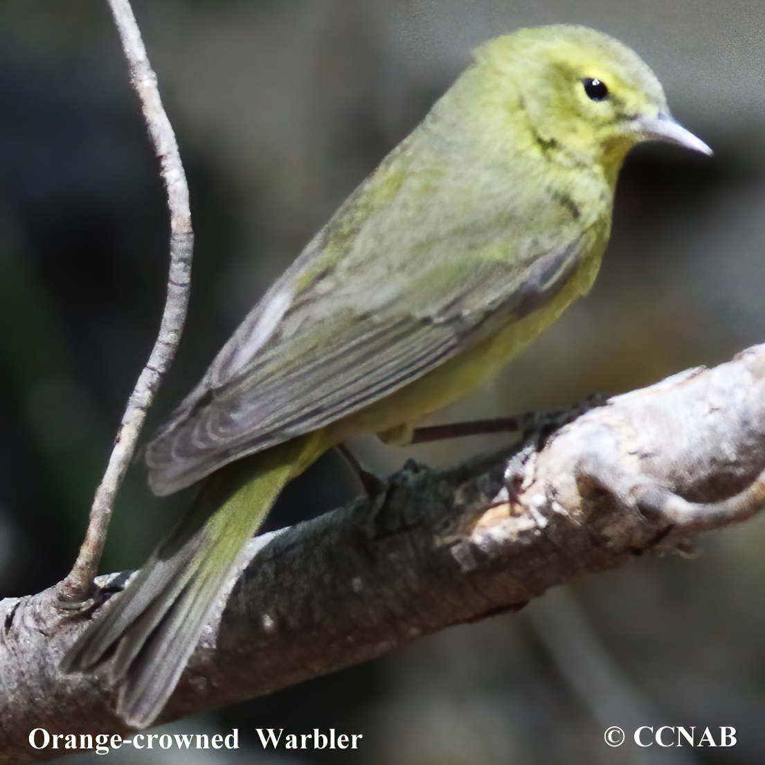 Orange-crowned Warbler