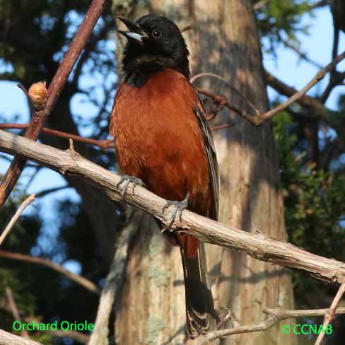 Orchard Oriole