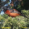 Orchard Oriole range map