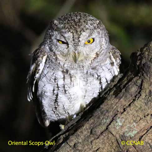 Oriental Scops-Owl