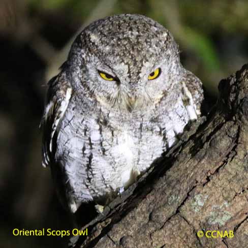 Oriental Scops-Owl