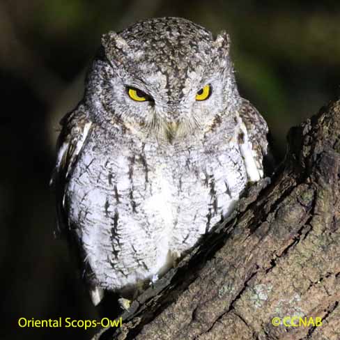 Oriental Scops-Owl