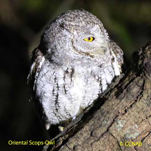 Oriental Scops-Owl