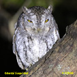 Oriental Scops-Owl range map