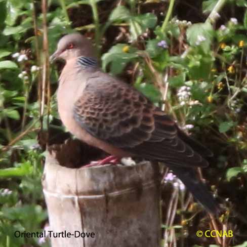 Oriental Turtle-Dove