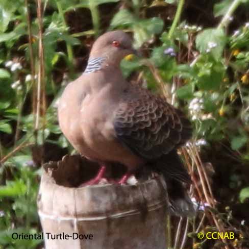 Oriental Turtle-Dove