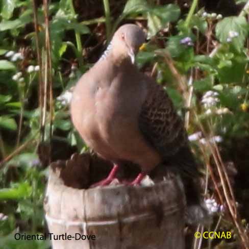 Oriental Turtle-Dove