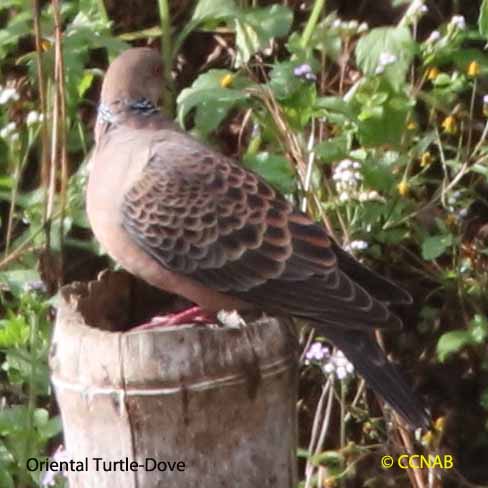 Oriental Turtle-Dove