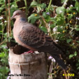 Oriental Turtle-Dove range map