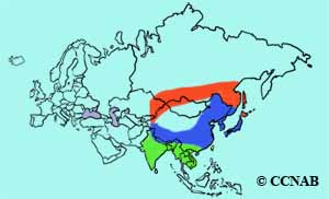 Oriental Turtle-Dove range map