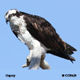 Osprey