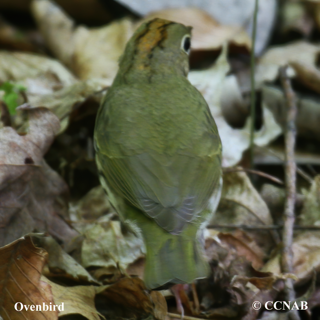 Ovenbird