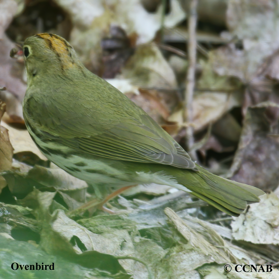 Ovenbird