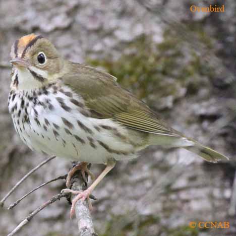 Ovenbird