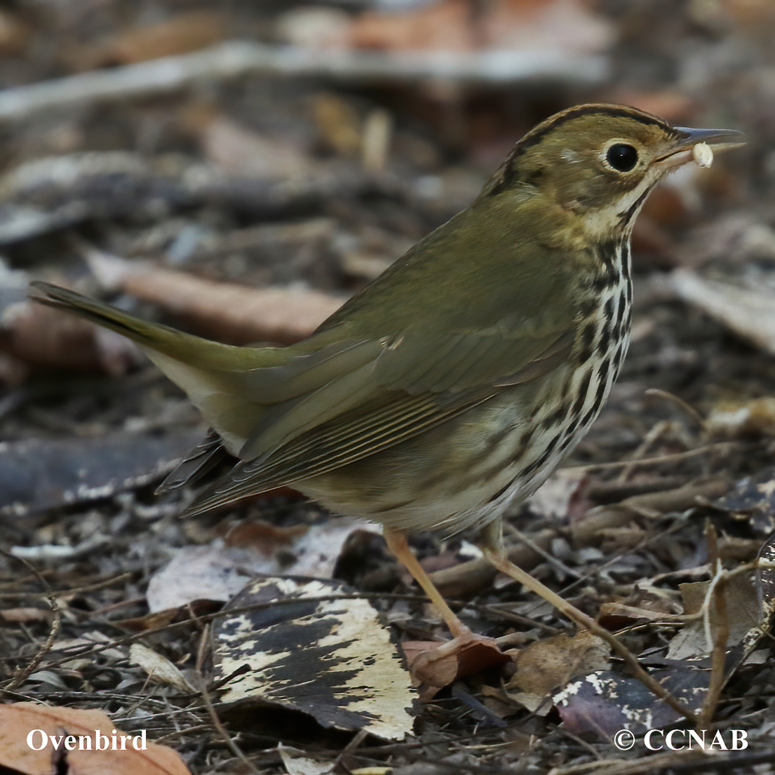 Ovenbird