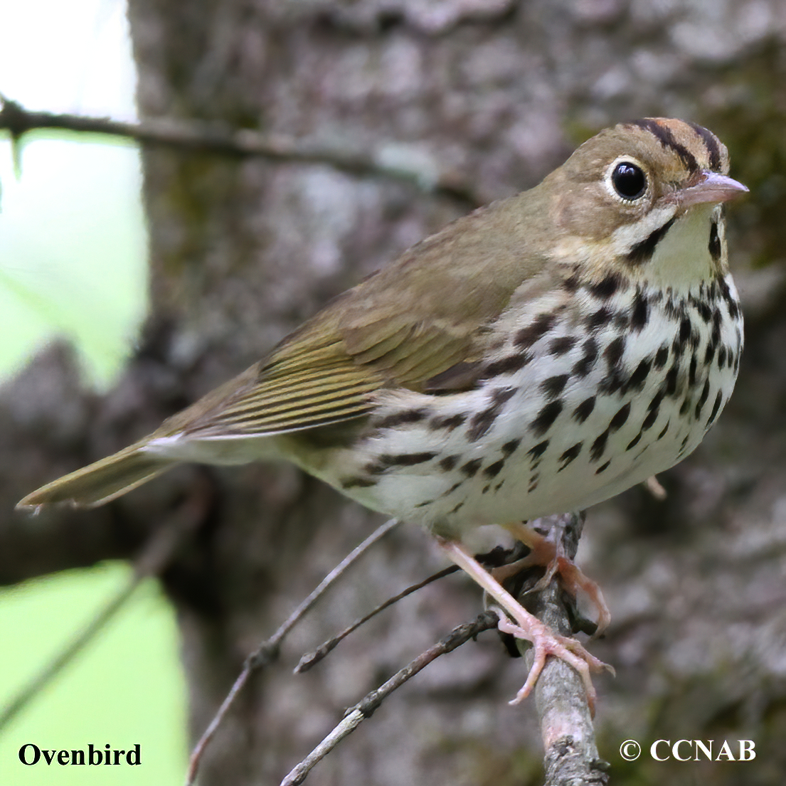 Birds of North America