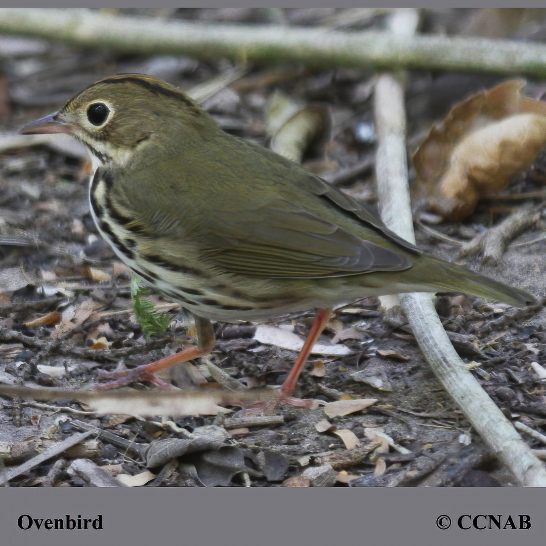 Ovenbird