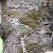 Ovenbird range map