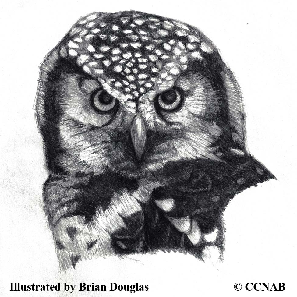 Owls (Tytonidae, Strigidae) - North American Owls - Birds of North America