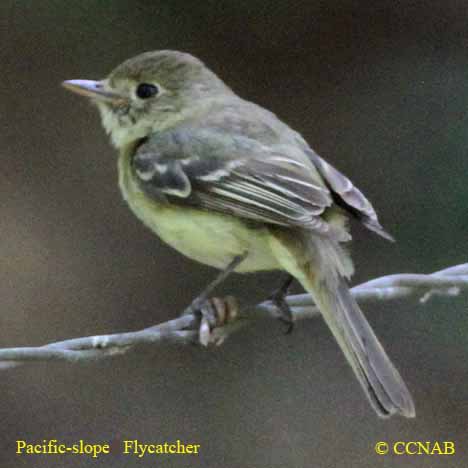 Birds of North America