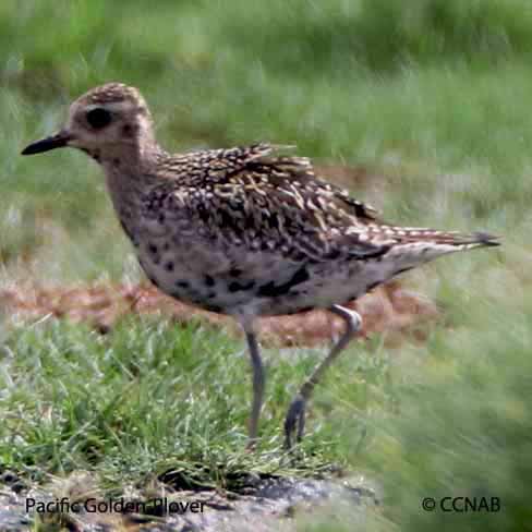 Pacific Golden-Plover