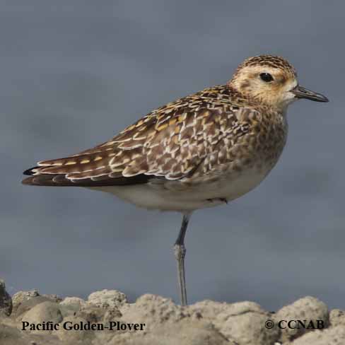 Pacific Golden-Plover