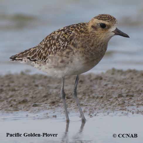 Pacific Golden-Plover