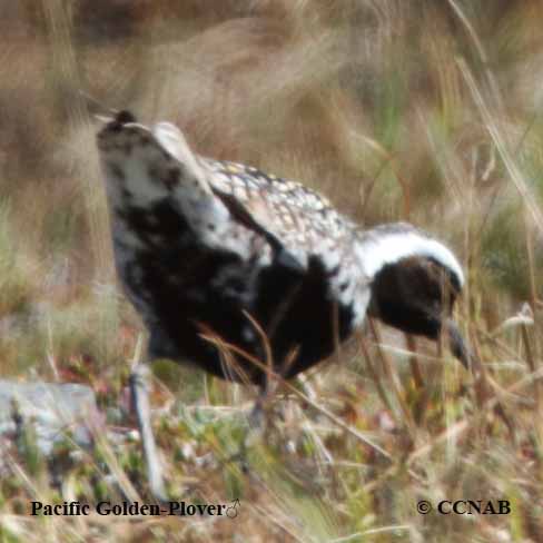 Pacific Golden-Plover