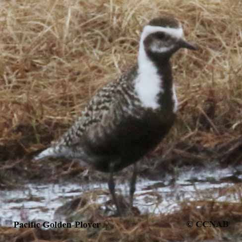 Pacific Golden-Plover